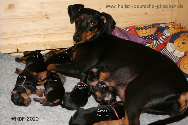 PSK VDH Haller Deutsche Pinscher Welpen PSK/VDH - Deutscher Pinscher Welpen VDH PSK