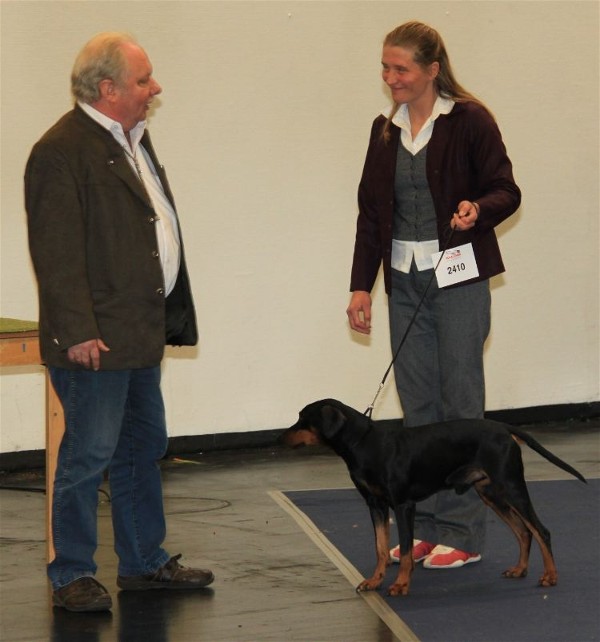 Deutscher Pinscher Haller Barnabas