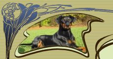 Haller Deutsche Pinscher Deutscher Pinscher Haller Barnabas