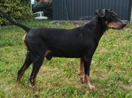 PSK VDH FCI Deutscher Pinscher Rüde Haller Barnabas mit stolzen 14,5 Jahren