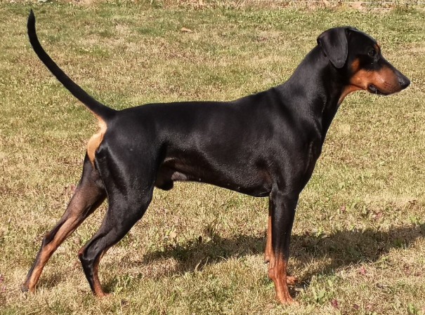 VDH_PSK_Deutscher Pinscher_Haller Barnabas Enkel_PSK_VDH