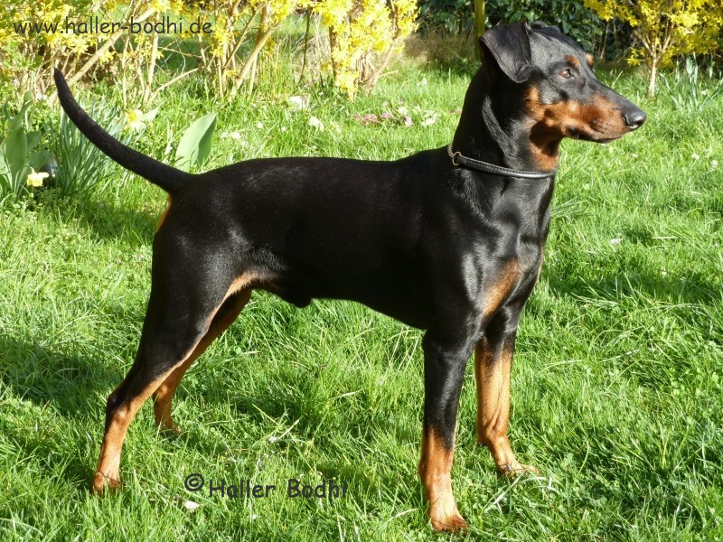 Deutscher Pinscher Haller Bodhi - Mantrailing-Pinscher