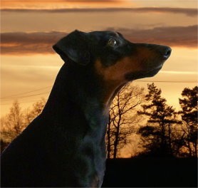 Deutscher Pinscher_VDH_PSK_Haller Bodhi