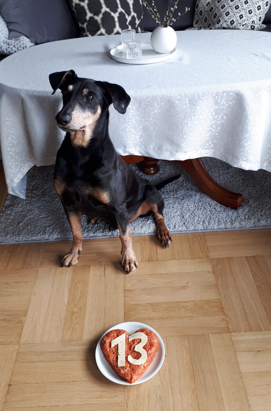 PSK VDH FCI Deutscher Pinscher Haller Bodhi zum 13. Geburtstag