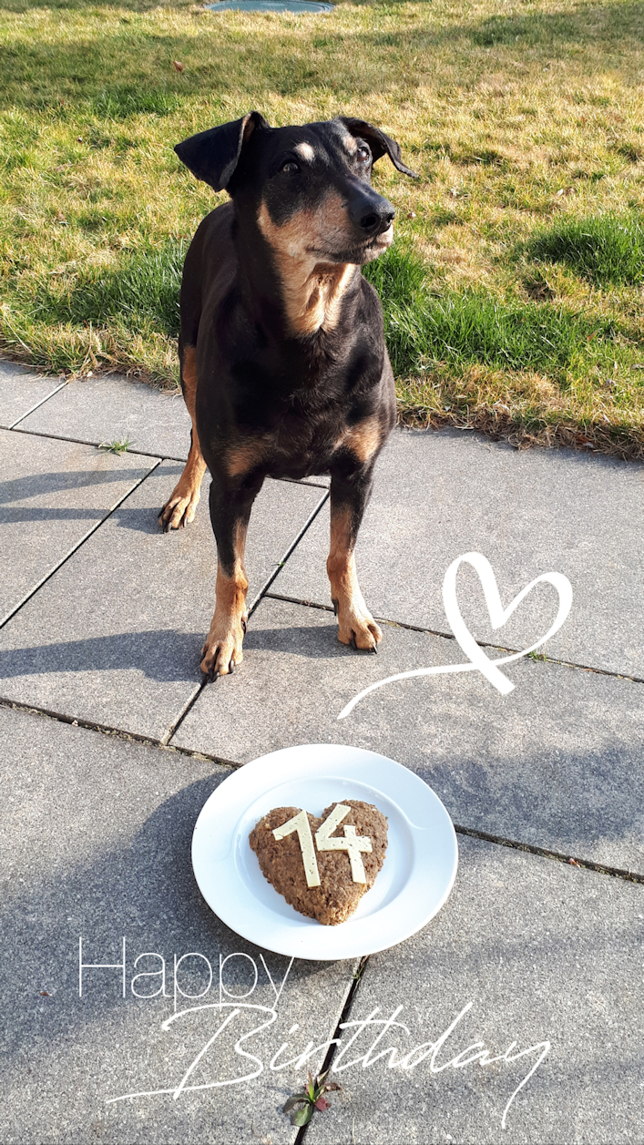 PSK VDH FCI Deutscher Pinscher Haller Bodhi 14 Jahre