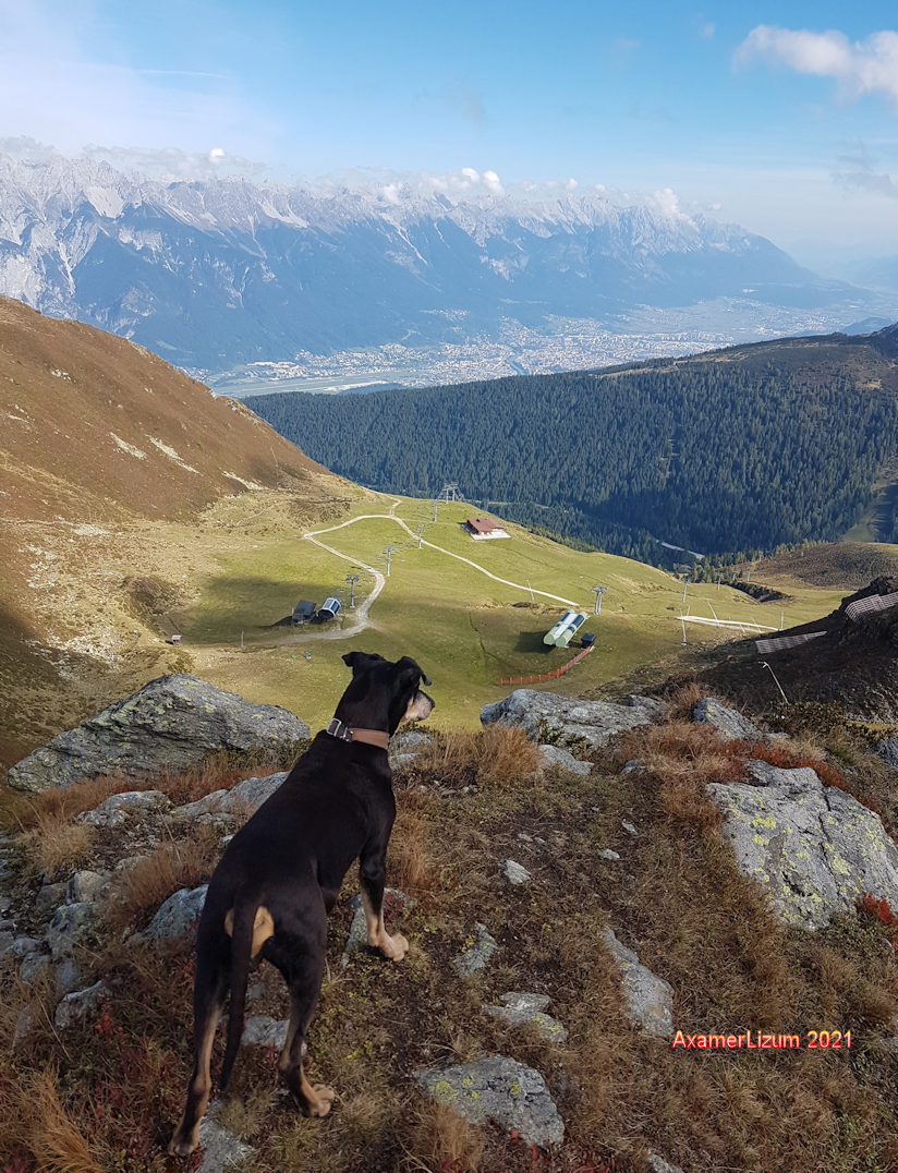 PSK VDH FCI Deutscher Pinscher Haller Bodhi on tour