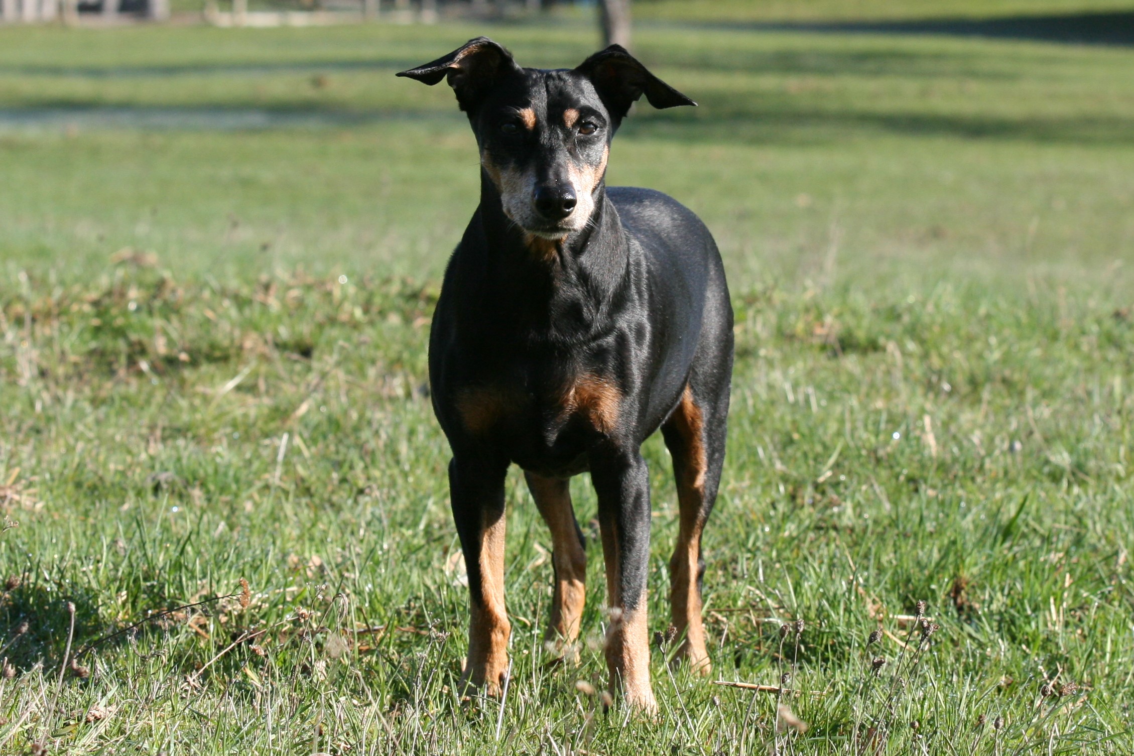 PSK VDH FCI Deutscher Pinscher Haller Deutsche Pinscher PSK VDH FCI Duffycos Ophelia 14 Jahre