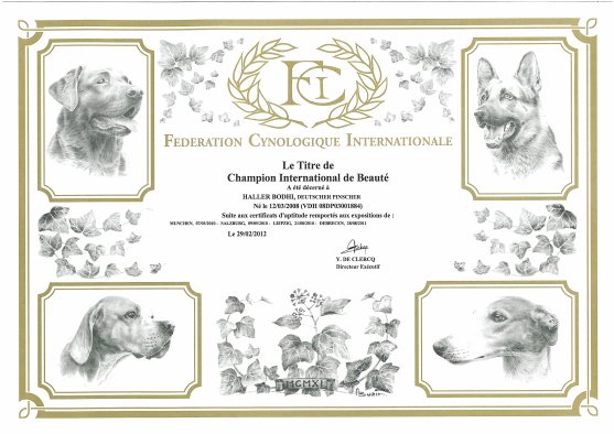 Deutscher Pinscher Haller Bodhi - Internationaler Champion