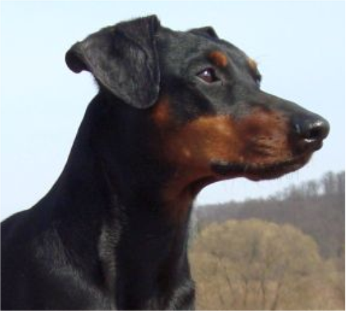 Deutscher Pinscher Haller Barnabas