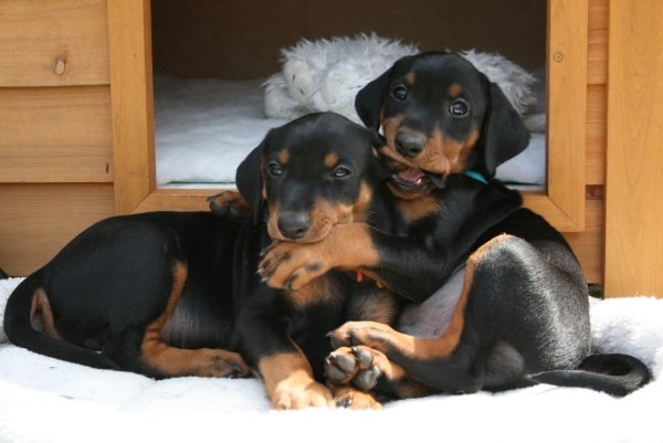 PSK VDH FCI Deutscher Pinscher Haller Barnabas_Haller Bodhi_Haller Deutsche Ponscher PSK VDH FCI