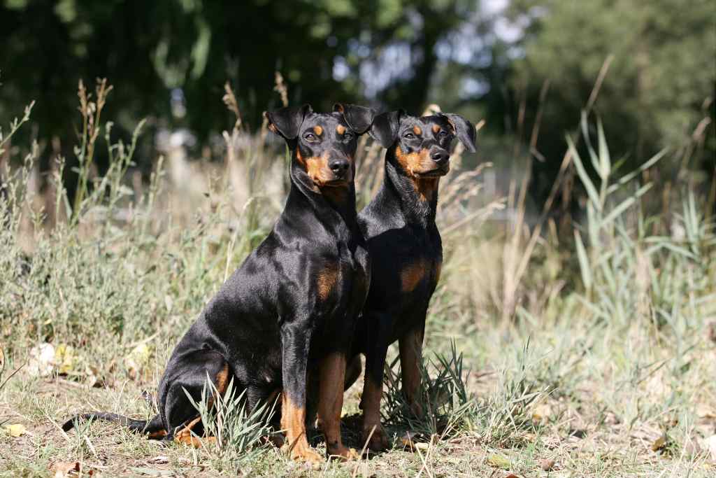 Deutscher Pinscher: Wissenswertes rund um den Deutschen Pinscher und unseren Nachwuchs ..