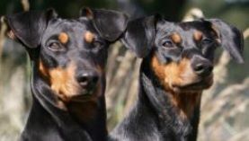 Deutscher Pinscher PSK VDH FCI Deutsche Pinscher Dinka von der Hasenburg & duffyco's Ophelia Haller Deutsche Pinscher