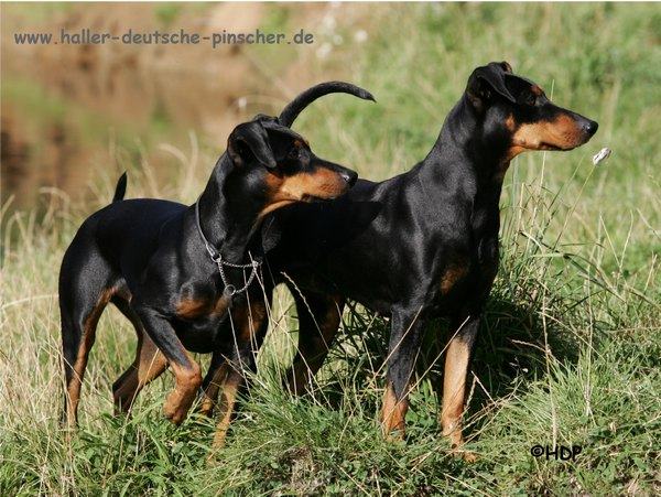 deutscher_pinscher_haller_deutsche_pinscher_1.jpg